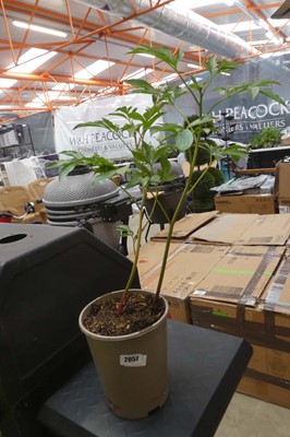 Lot 2057 - Potted peony