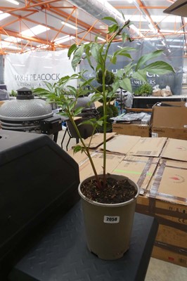 Lot 2058 - Potted peony