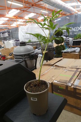 Lot 2059 - Potted peony