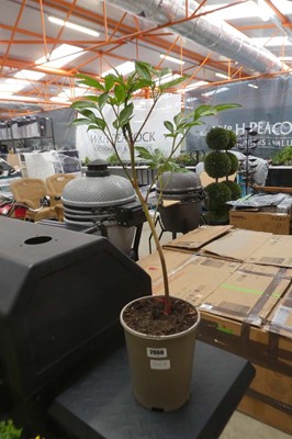 Lot 2060 - Potted peony