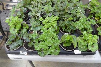 Lot 2062 - Tray containing 10 potted pelargoniums and...