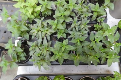Lot 2063 - Tray containing 10 pots of fuchsias