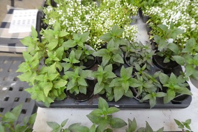 Lot 2064 - Tray containing 10 pots of fuchsias
