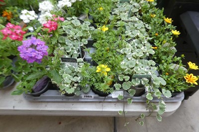 Lot 2065 - Tray containing 15 pots of mixed basket plants...