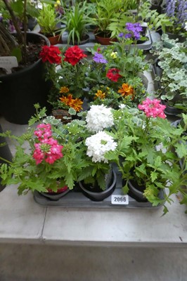 Lot 2066 - Tray containing 15 pots of mixed basket plants...