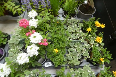 Lot 2067 - Tray containing 15 pots of mixed basket plants...