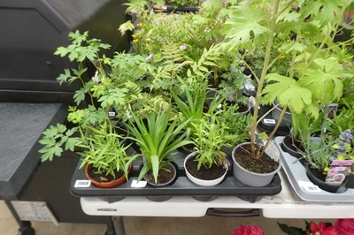 Lot 2068 - Tray containing 8 pots of mixed perennial...