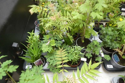 Lot 2069 - Tray containing 8 pots of mixed perennial...