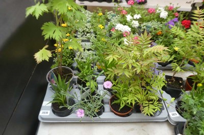 Lot 2070 - Tray containing 8 pots of mixed perennial...