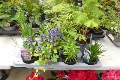 Lot 2071 - Tray containing 8 pots of mixed perennial...