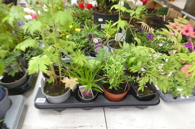 Lot 2072 - Tray containing 8 pots of mixed perennial...