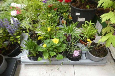 Lot 2073 - Tray containing 8 pots of mixed perennial...