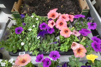 Lot 2074 - Tray containing 10 pots of mixed petunias