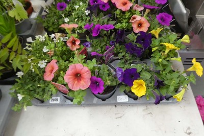 Lot 2075 - Tray containing 10 pots of mixed petunias