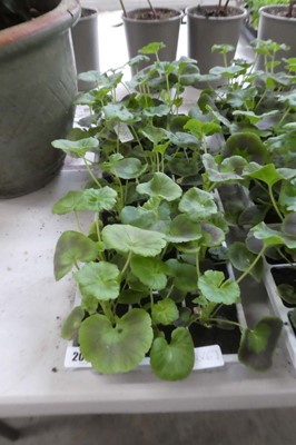 Lot 2078 - 3 trays containing 16 potted geraniums