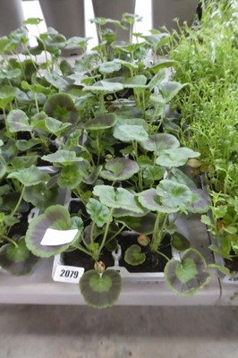 Lot 2079 - 3 trays containing 16 potted geraniums