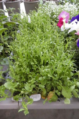 Lot 2080 - 3 trays of trailing white lobelia