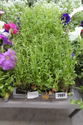 Lot 2081 - 3 trays of trailing white lobelia