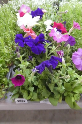 Lot 2082 - 3 trays containing 16 potted petunias