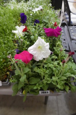 Lot 2083 - 3 trays containing 16 potted petunias