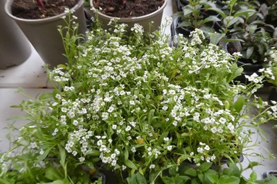 Lot 2084 - 3 trays of white alyssum