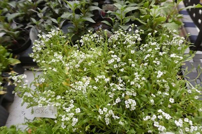 Lot 2085 - 3 trays of white alyssum