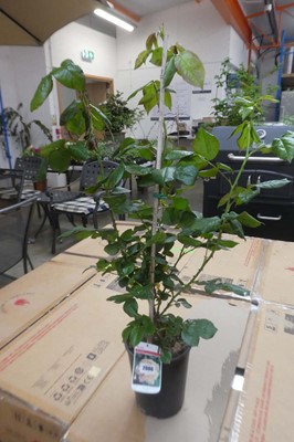 Lot 2086 - Large potted Schoolgirl climbing rose