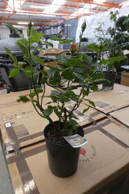 Lot 2087 - Potted Gold Charm climbing rose