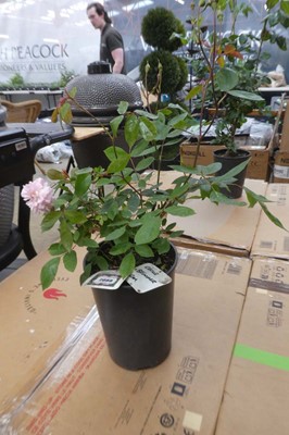 Lot 2088 - Potted Cecile Brunner climbing rose