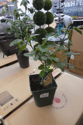Lot 2089 - Potted Marigold climbing rose