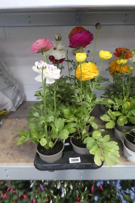 Lot 2090 - Trat containing 8 potted ranunculus