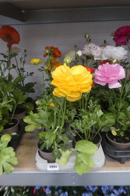 Lot 2091 - Trat containing 8 potted ranunculus