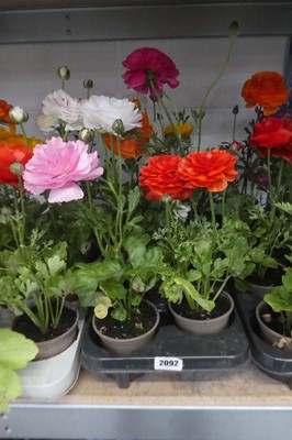 Lot 2092 - Trat containing 8 potted ranunculus