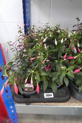 Lot 2094 - Tray containing 8 potted fuchsias