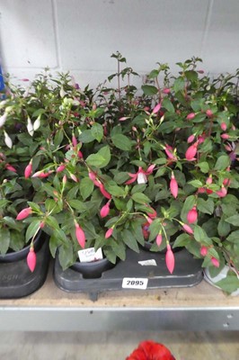 Lot 2095 - Tray containing 8 potted fuchsias