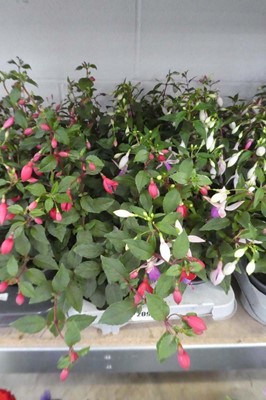 Lot 2096 - Tray containing 8 potted fuchsias
