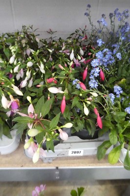 Lot 2097 - Tray containing 8 potted fuchsias