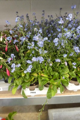 Lot 2099 - Tray containing 10 pots of blue myositis