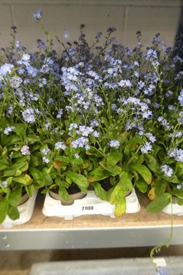 Lot 2100 - Tray containing 10 pots of blue myositis