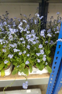 Lot 2101 - Tray containing 10 pots of blue myositis