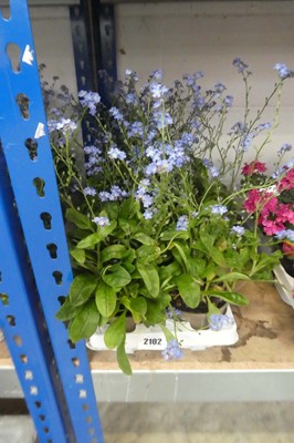 Lot 2102 - Tray containing 10 pots of blue myositis