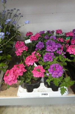 Lot 2103 - Tray containing 8 potted verbenas