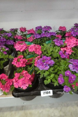 Lot 2104 - Tray containing 8 potted verbenas