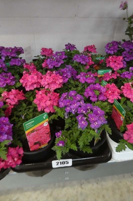 Lot 2105 - Tray containing 8 potted verbenas