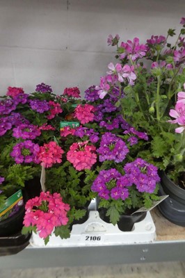 Lot 2106 - Tray containing 8 potted verbenas