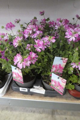 Lot 2107 - Tray containing 6 large potted Isko scented...