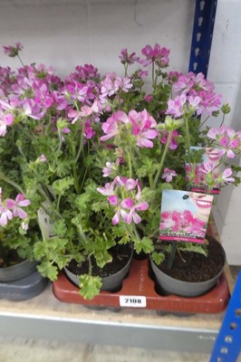 Lot 2108 - Tray containing 6 large potted Isko scented...