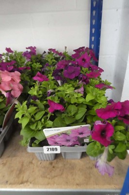 Lot 2109 - 3 trays of approx. 18 petunias