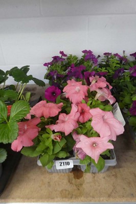 Lot 2110 - 3 trays of approx. 18 petunias