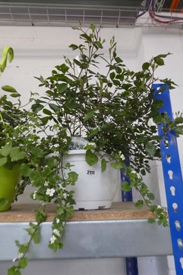 Lot 2111 - Hanging basket of Gentle Touch roses